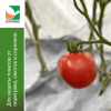 Комплект для рассады томатов Агротекс