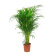 kamerplant-areca-palm-1