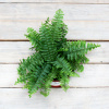 Ферн D12 H30см
