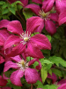 Клематис Мадам Джулия Корревон 1упак