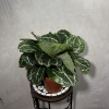 Калатея Jungle Rose D14