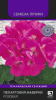 Пеларгония Маверик розовая (Поиск)