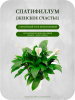 Спатифиллум D21