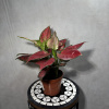 Аглаонема Red Auspicious D12
