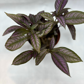 Стробилантес 1.2