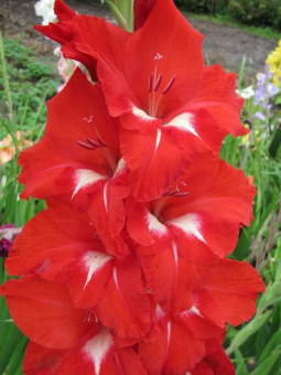 Гладиолус Традерхорн 1упак