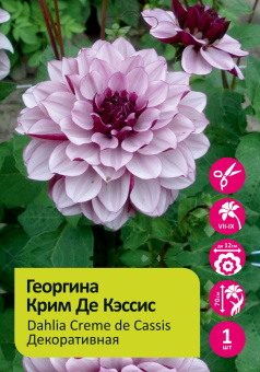 Георгина Крим де Кэссис 1упак