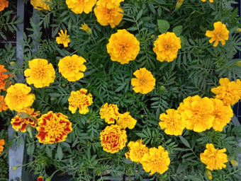 Бархатцы 1шт уц.