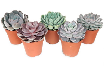 Эчеверия D10