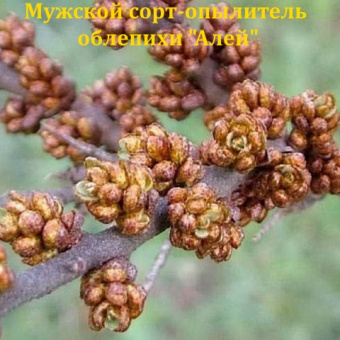 облепиха Алей