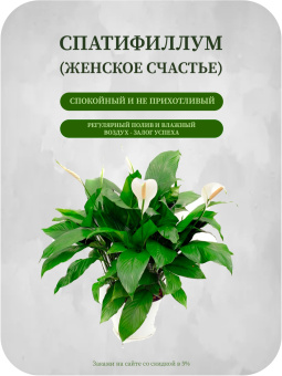 Спатифиллум D21