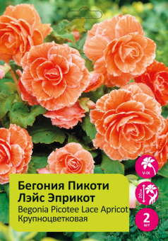 Бегония Лэйс Эприкот