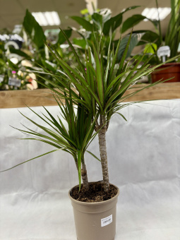 Драцена Маргината D17 H80см 1.3