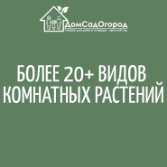 Комнатные растения 