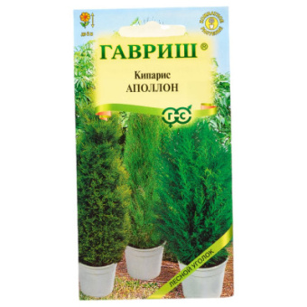 Кипарис вечнозеленый Аполлон (Гавриш)