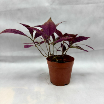 Стробилантес 1.3