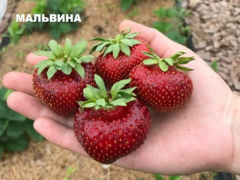 мальвина