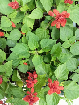 Сальвия 1шт 
