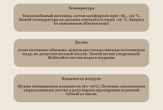 Уход за Спатифиллумом