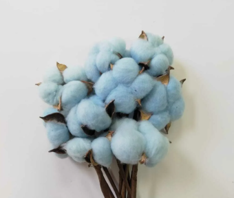Сухоцвет "Хлопок Light Blue"