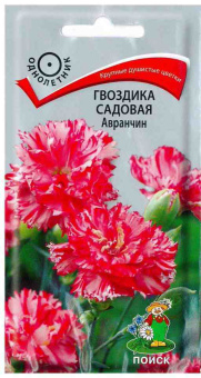 Гвоздика садовая Авранчин (Поиск)
