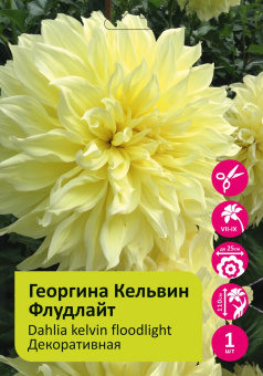 Георгина Кельвин Флудлайт 1шт, ,