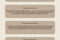 Уход за Диффенбахией