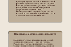 Уход за Фиттонией