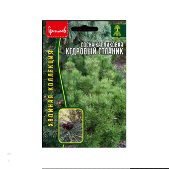 Сосна Кедровый Стланик карликовая (ЧК)
