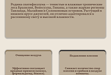 Уход за Спатифиллумом