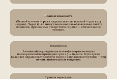 Уход за Каланхоэ