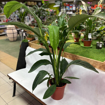 Спатифилиуум 1.2