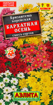Хризантема Бархатная осень (Аэлита)