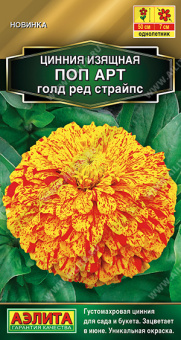 Цинния Поп арт голд ред страйпс (Аэлита)