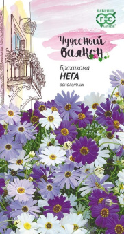 Брахикома Нега (Гавриш)