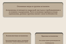 Уход за Аглаонемами 