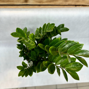 Замиокулькас D18.2