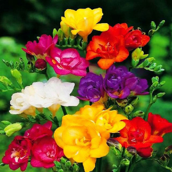 Фрезия Махровая красная 1упак