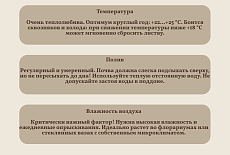 Уход за Фиттонией