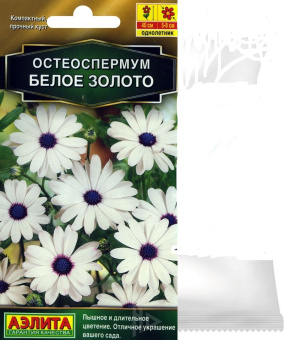 Остеоспермум Белое золото (Аэлита)