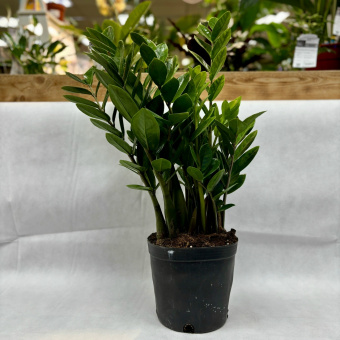 Замиокулькас D18.3