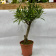 Подокарп крупнолистный 1.2