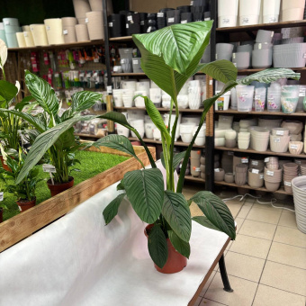 Спатифилиуум 1