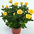 Роза Кордана D10 H25