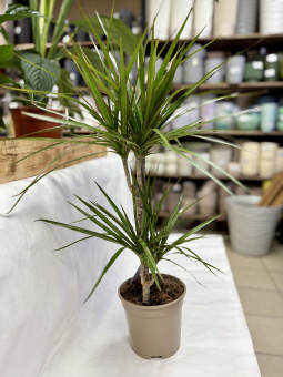 Драцена Маргината D17 H80см 1.2