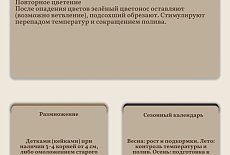 Уход за Фаленопсисом