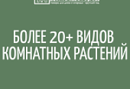 Комнатные растения 