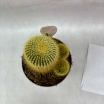 Кактус микс 1.4