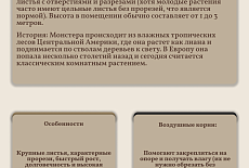 Уход за Монстерой