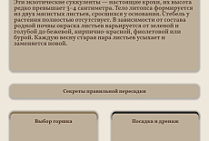 Уход за Литопсом